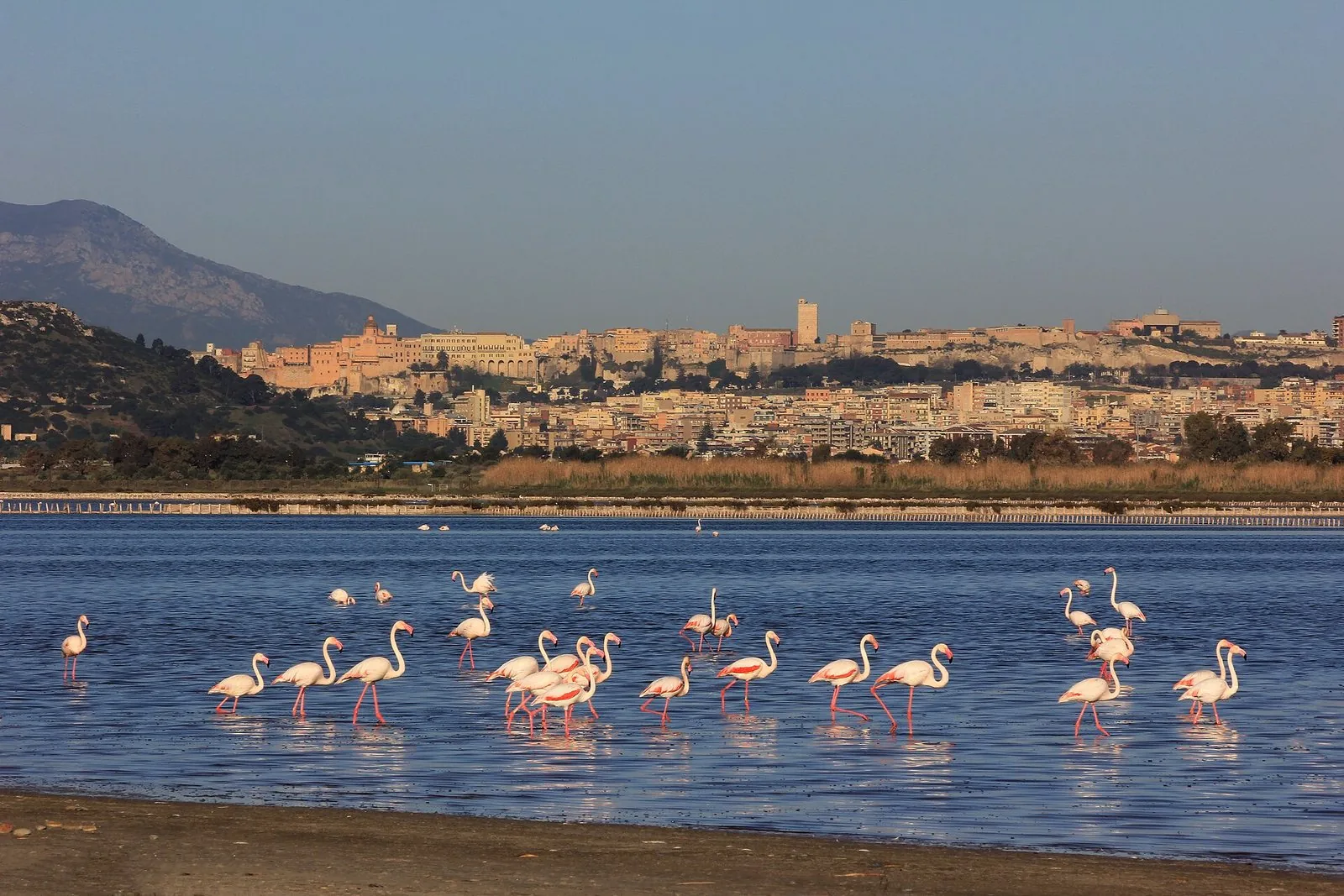 Fenicotteri nello stagno di Molentargius, con Cagliari sullo sfondo