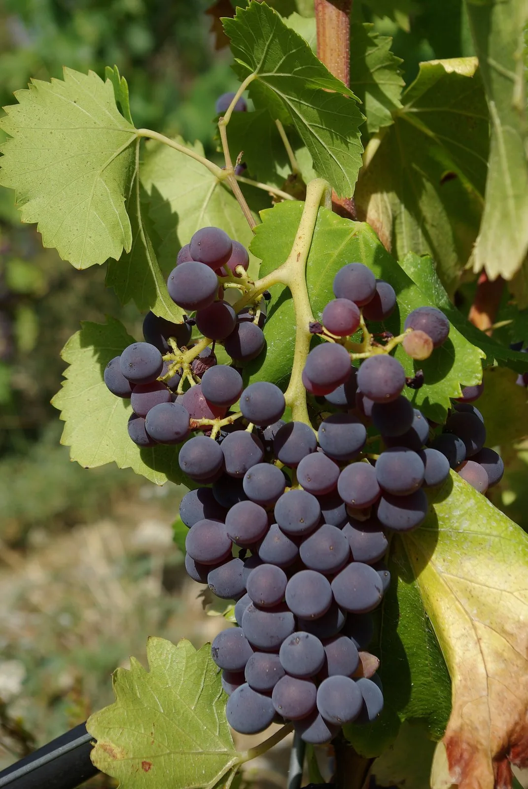 Grappoli di grenache, il vitigno che in Sardegna si chiama cannonau